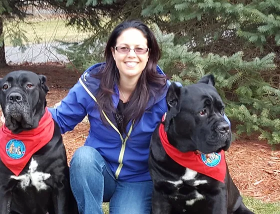 Cane Corso Therapy Dog