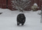 Enjoying the snow