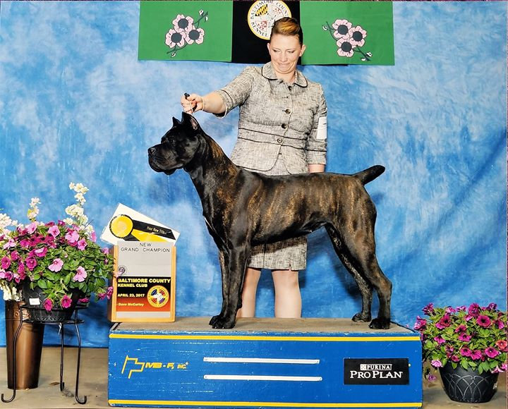 Espresso a New AKC Grand Champion