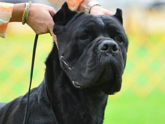 Zeus Gerassi Corso at Black Pearl - Best of Breed at Urbana Kennly Club.
