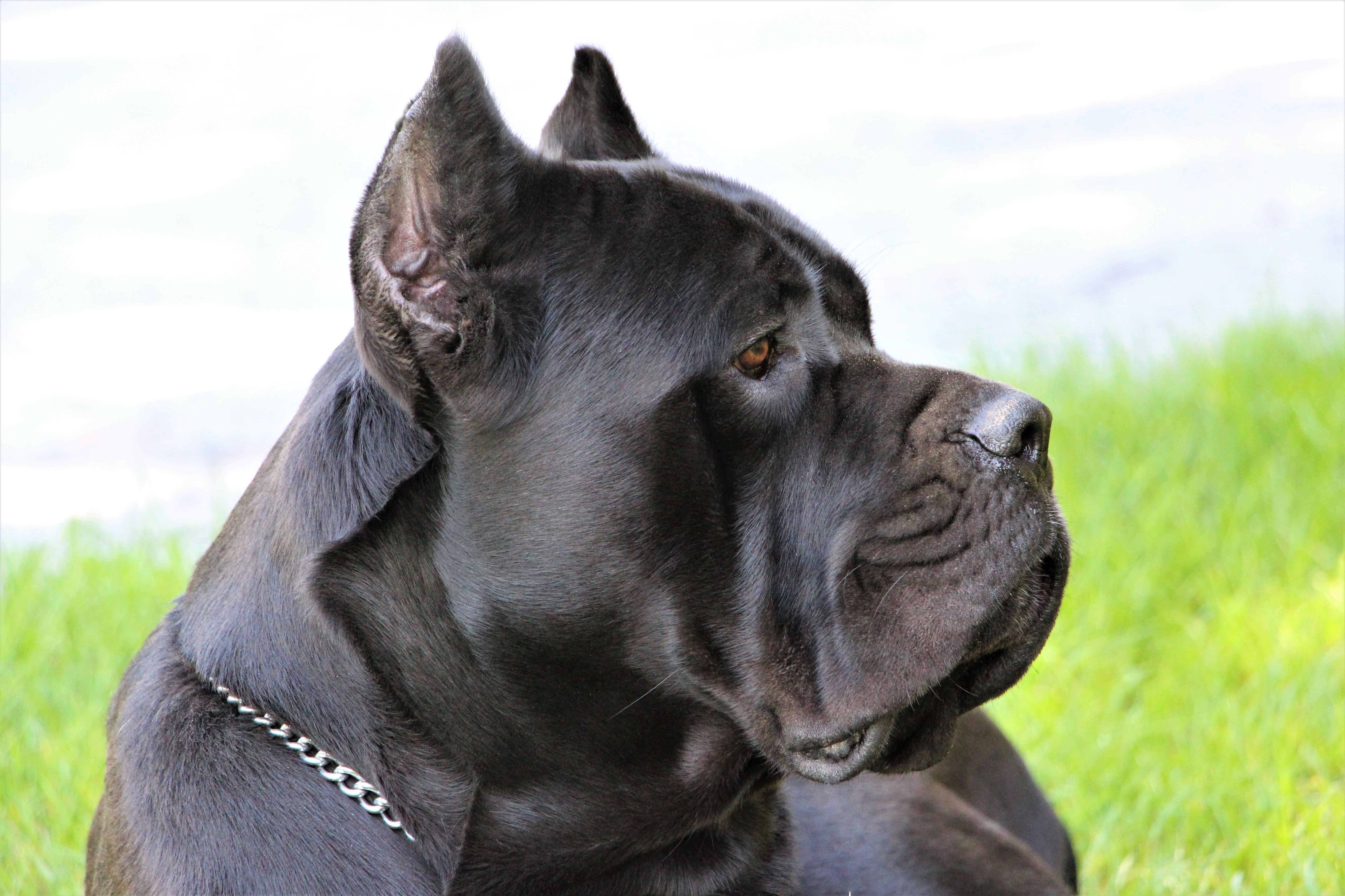 Royal New Akc Champion