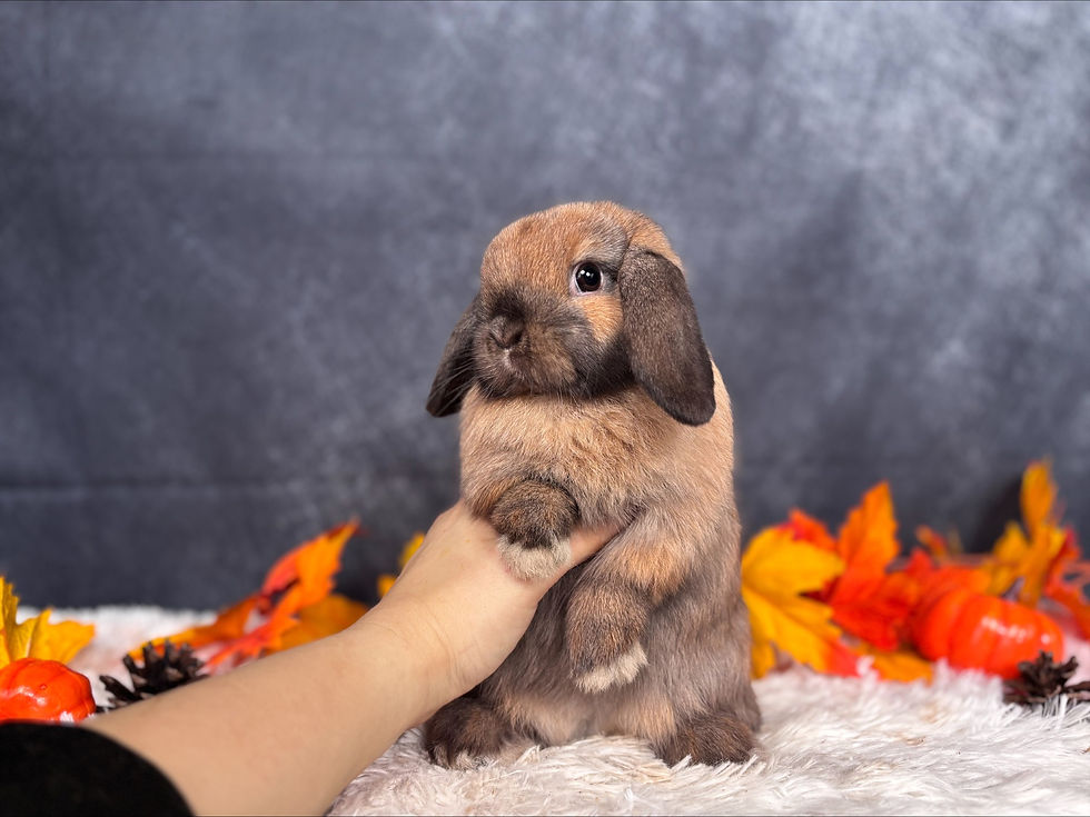 Feuilles d’arbre sécuritaires et toxiques pour les lapins au Québec