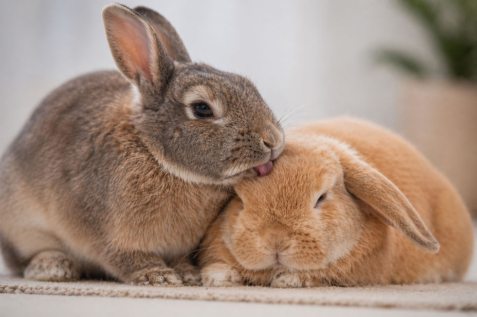 Le toilettage mutuel chez le lapin: comprendre la dynamique sociale