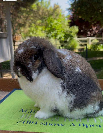 thumbnail_original-9D756F48-10CF-48EF-942E-CCACBDB18B77 (1).jpg