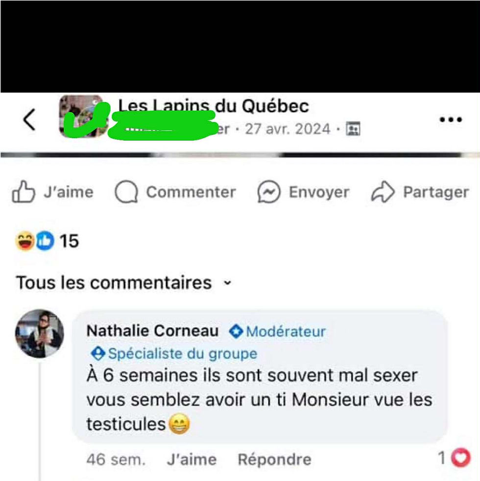 Un mâle a deux testicules dépourvues de poil chaque côté du sexe. L’apparence de ce lapin ne laisse aucunement croire que c’est un mâle. De tel propos peuvent être dangereux car les gens pourraient tenter une cohabitation avec un lapin du même sexe puisqu’un spécialiste du groupe leur a affirmé qu’il était d’un certain sexe.