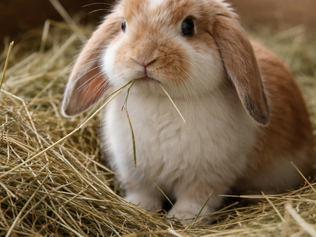 L’absence de foin cause-t-elle réellement une malocclusion chez le lapin?