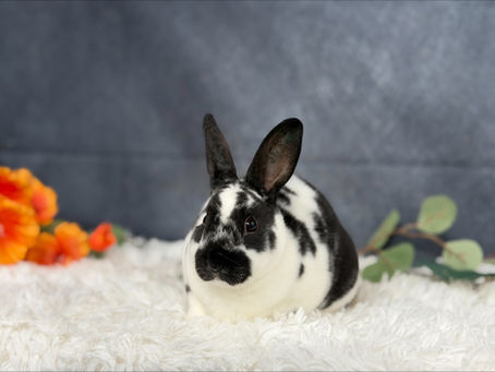 Les Mini Rex sont-ils prédisposés aux pododermatites?