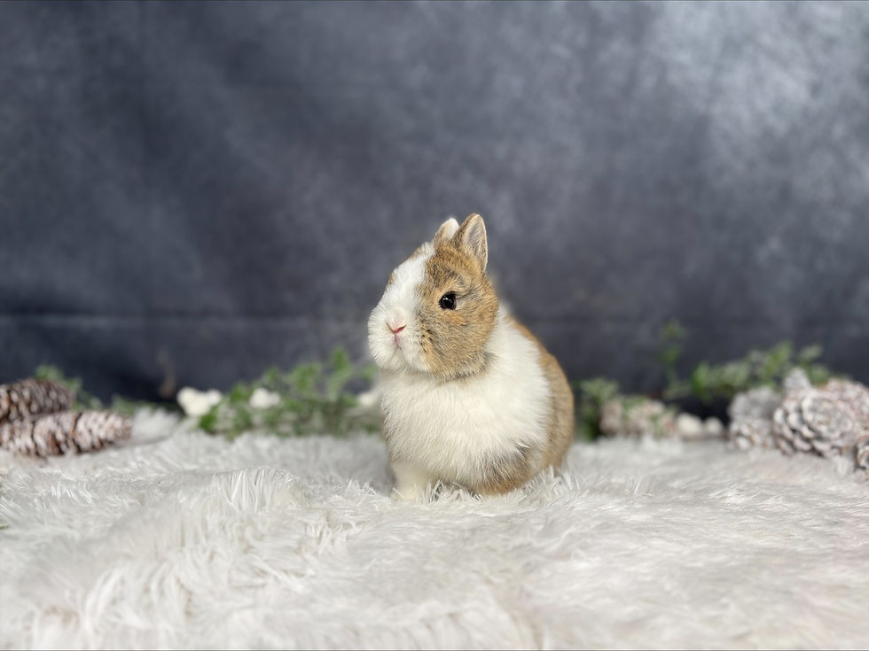 Le pyomètre chez la lapine