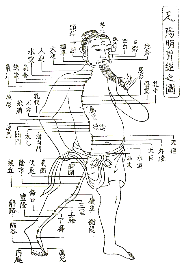 胃経