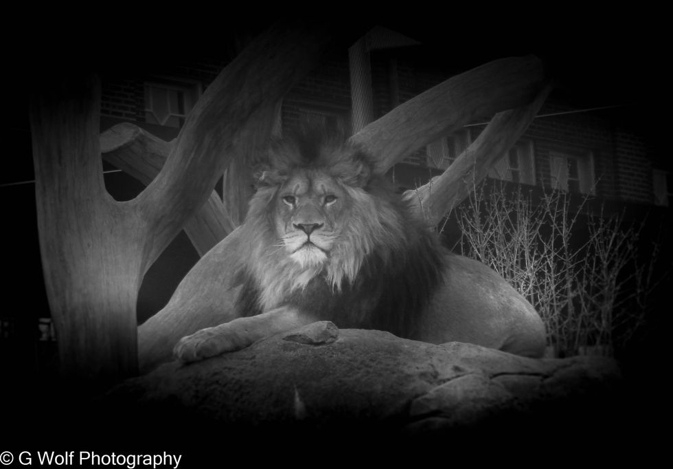 King of the Lincoln Park Beasts