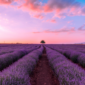 Herbal CBD Drink Powder: Lavender Fields Forever!