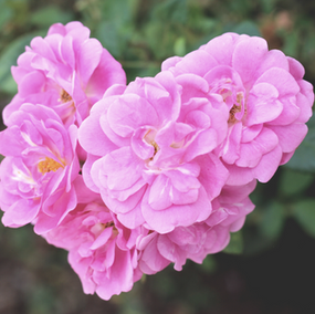 Let’s Stay Together: 3 Reasons to Fall in Love With Flowerade