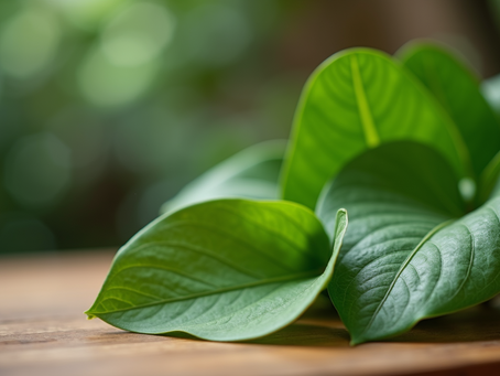 Discover the Power of Moringa for Wellness