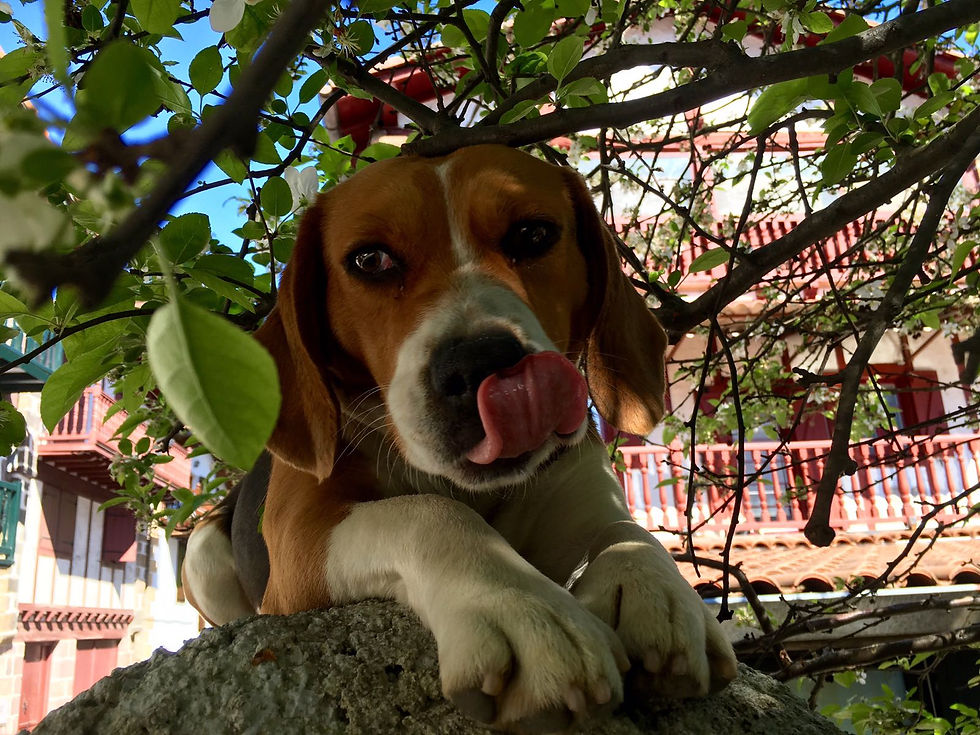 educateur canin, education canine, toulouse 31, dresseur, chien