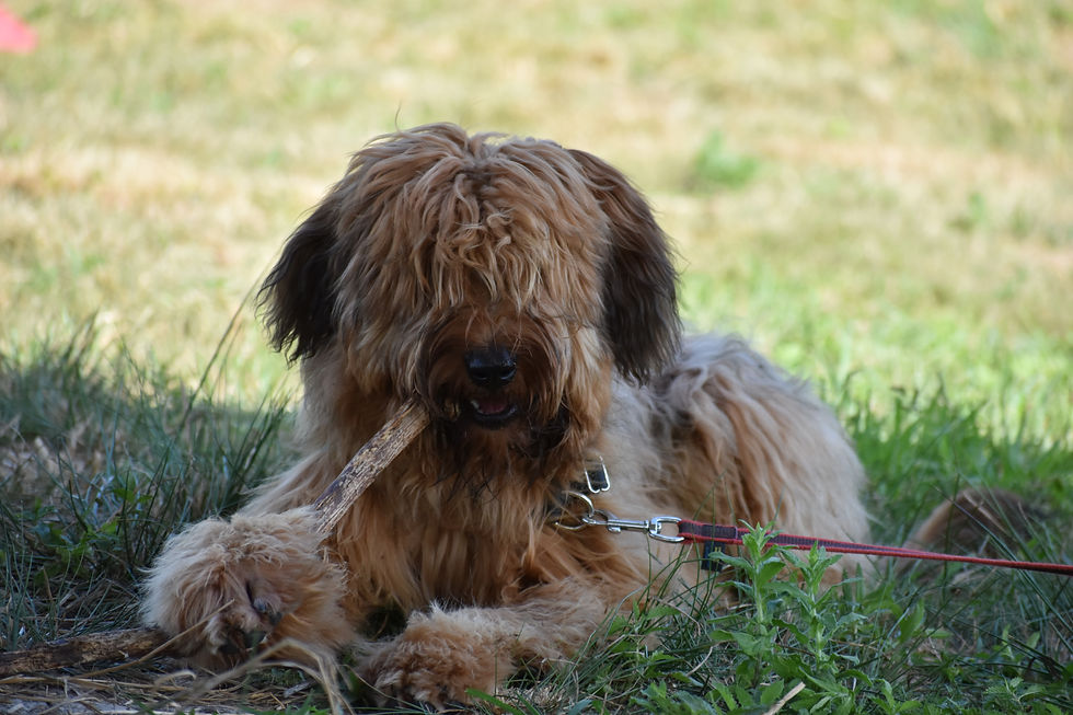educateur canin dressage chien education douce et positive toulouse 31