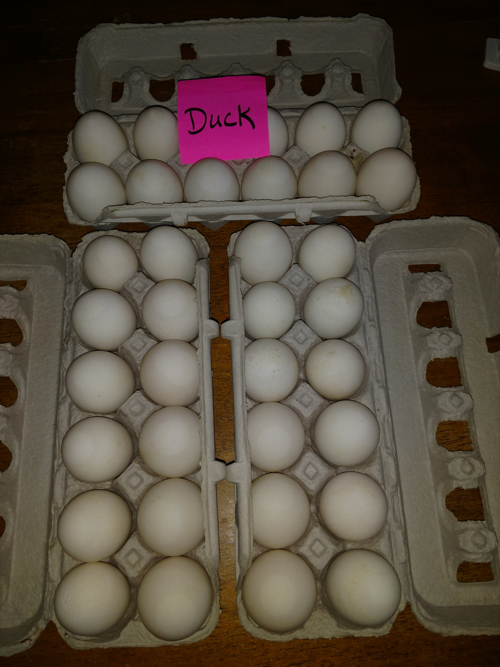 Jumbo Duck eggs