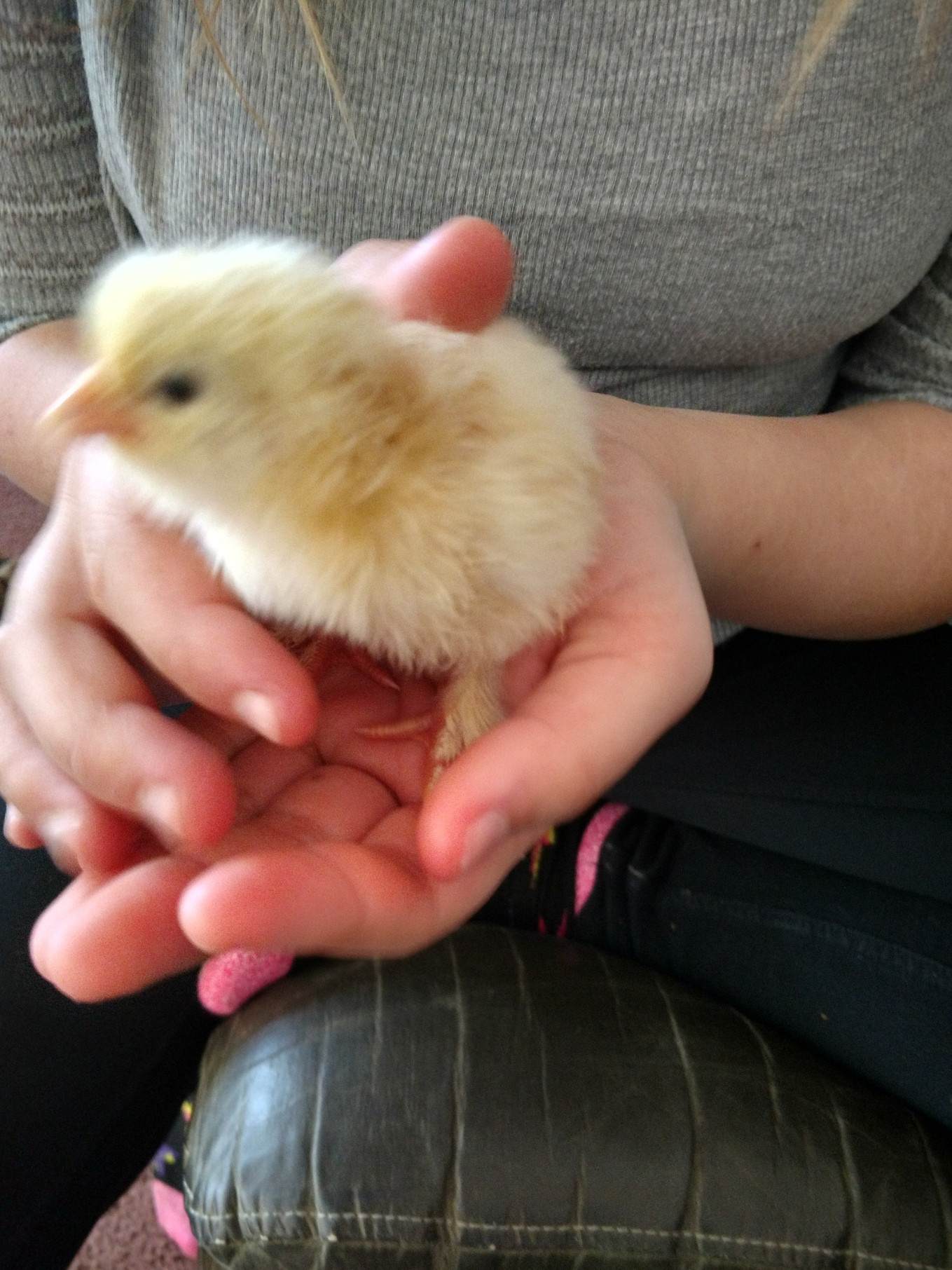 chicks