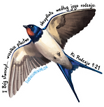 15- Swallow.png