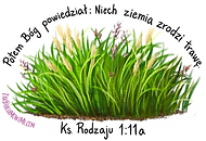 7- Grass.png