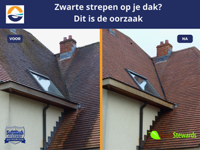 Wat is Gloeocapsa magma en waarom veroorzaakt het zwarte strepen op daken en gevels?