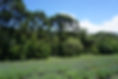 campo de lavanda .JPG