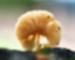 ree