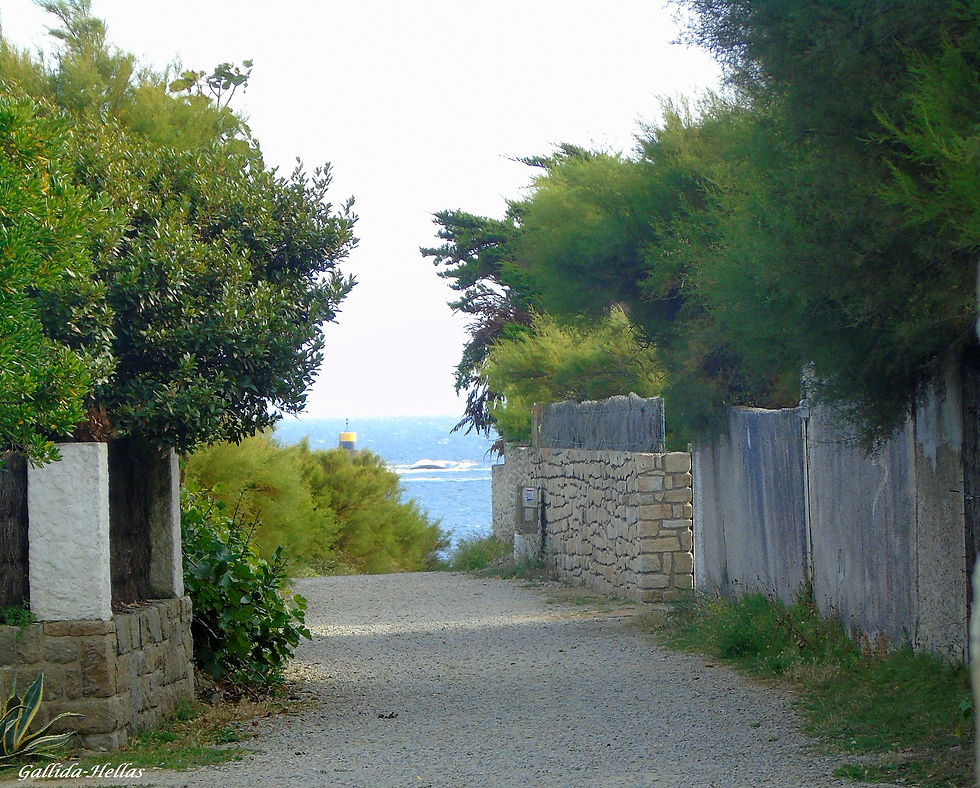 Quiberon- Entre les arbres, la mer...