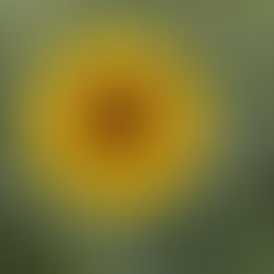 A lone fresh sunflower