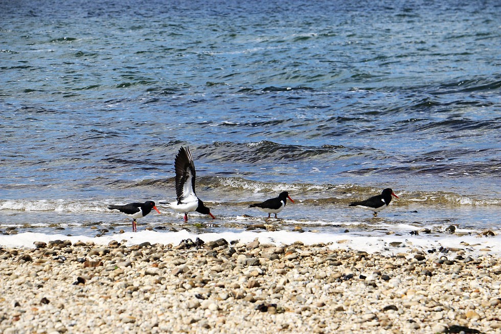 KIng Lake, Victoria| skitour.club| Блог Сергея Чеботова