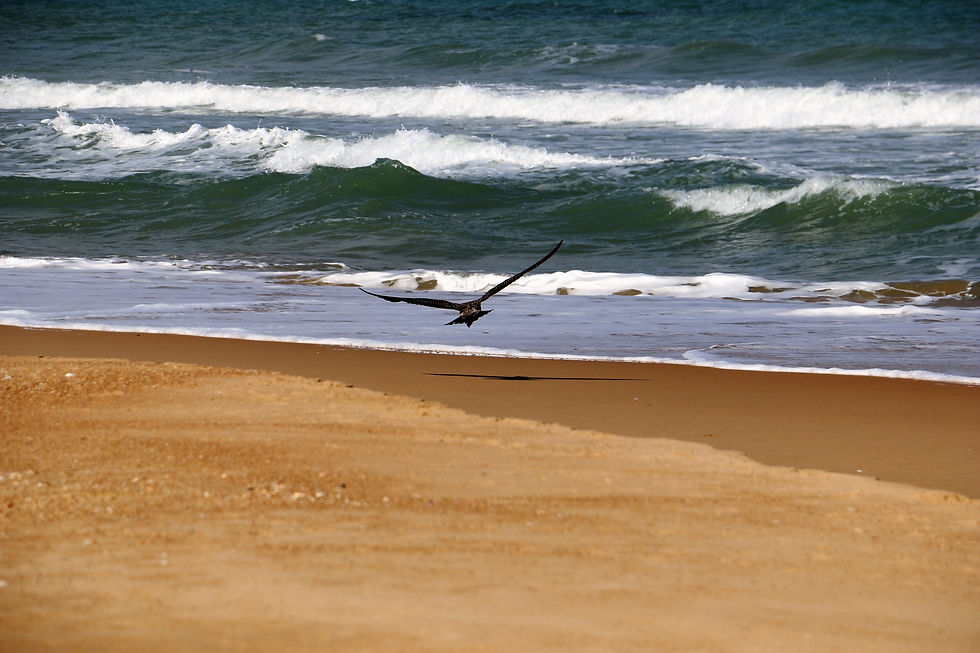 Чайка над волнами| skitour.club| Блог Сергея Чеботова