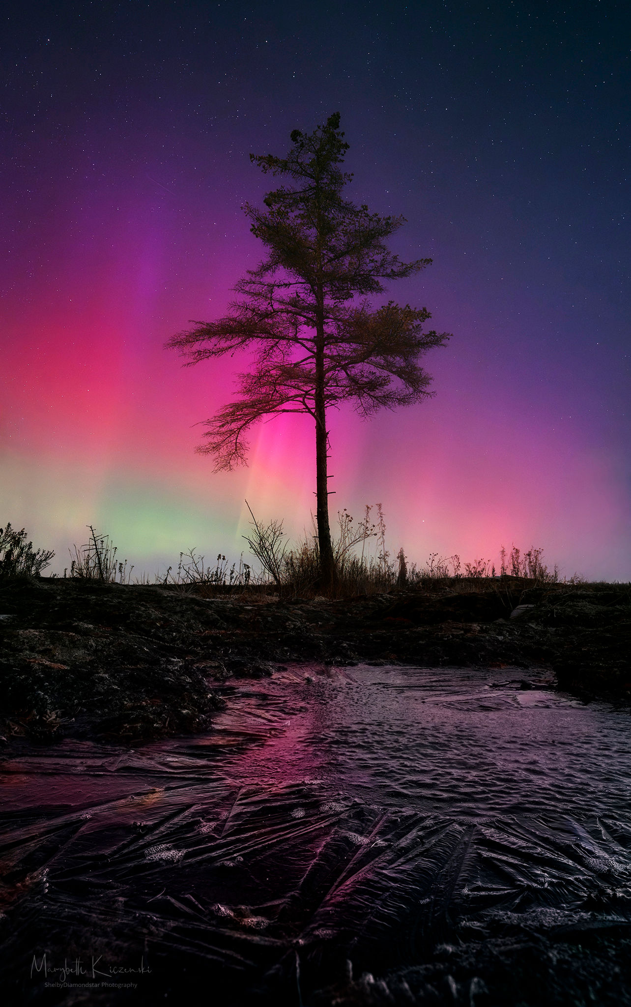 The Tree and The Aurora