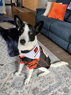 First fur baby in Cincy football gear