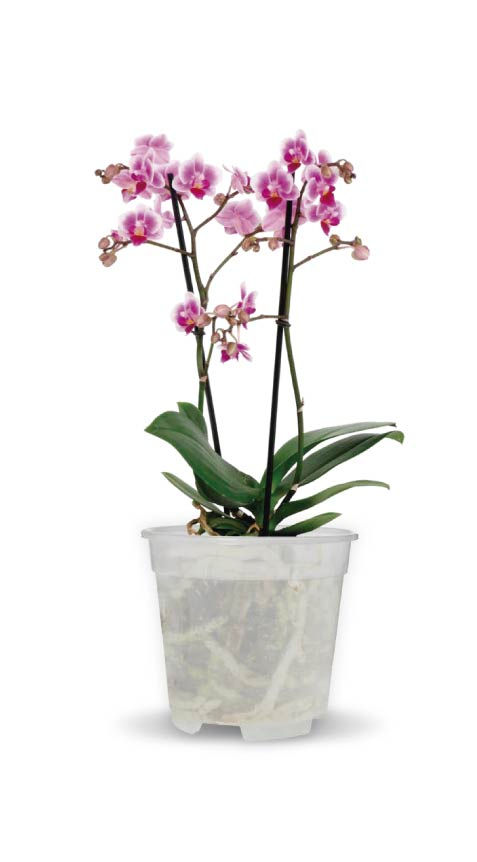 Maceta traslucida para orquideas
