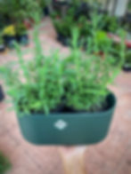 Lavanda Pequeña