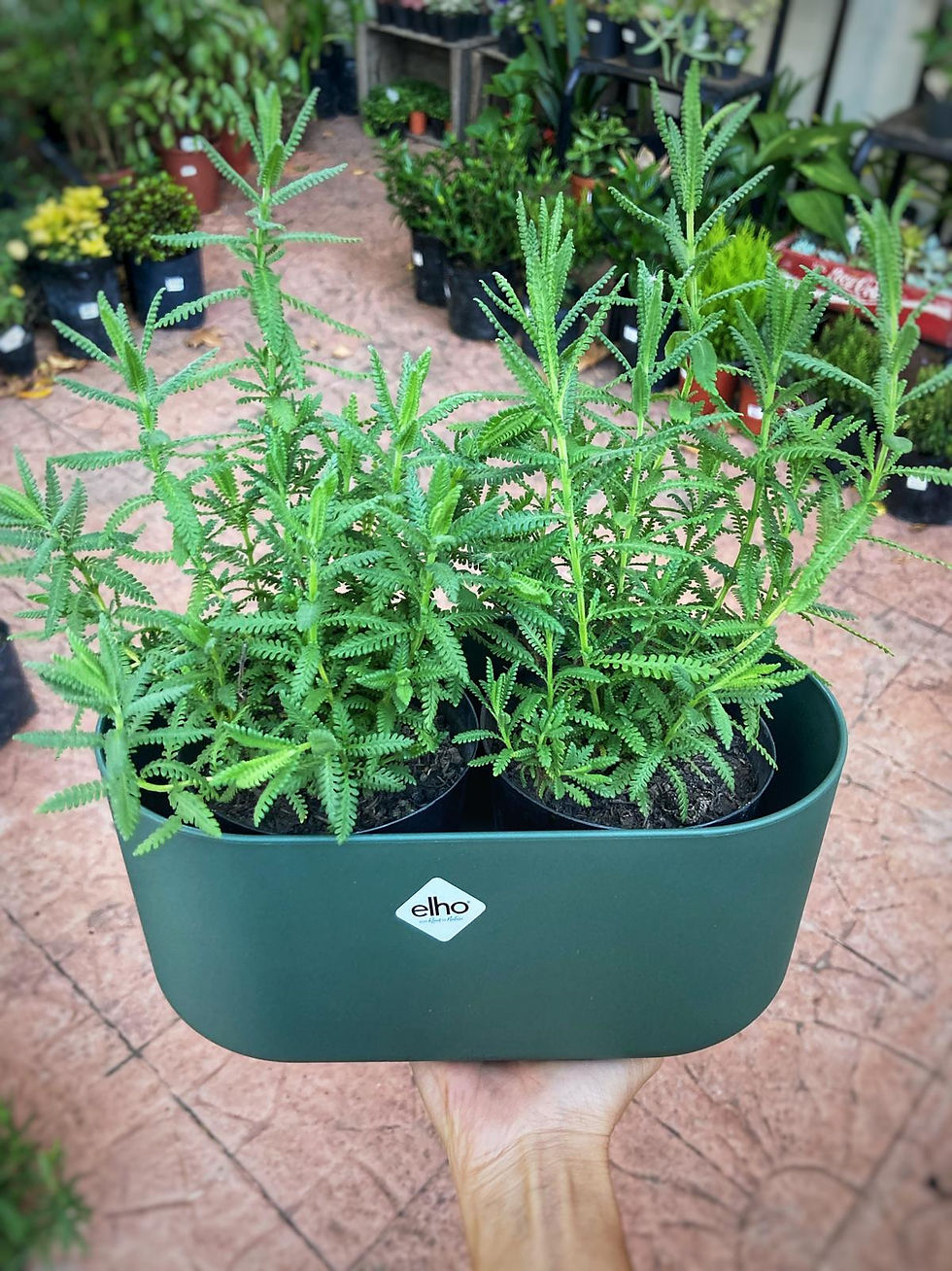 Lavanda Pequeña