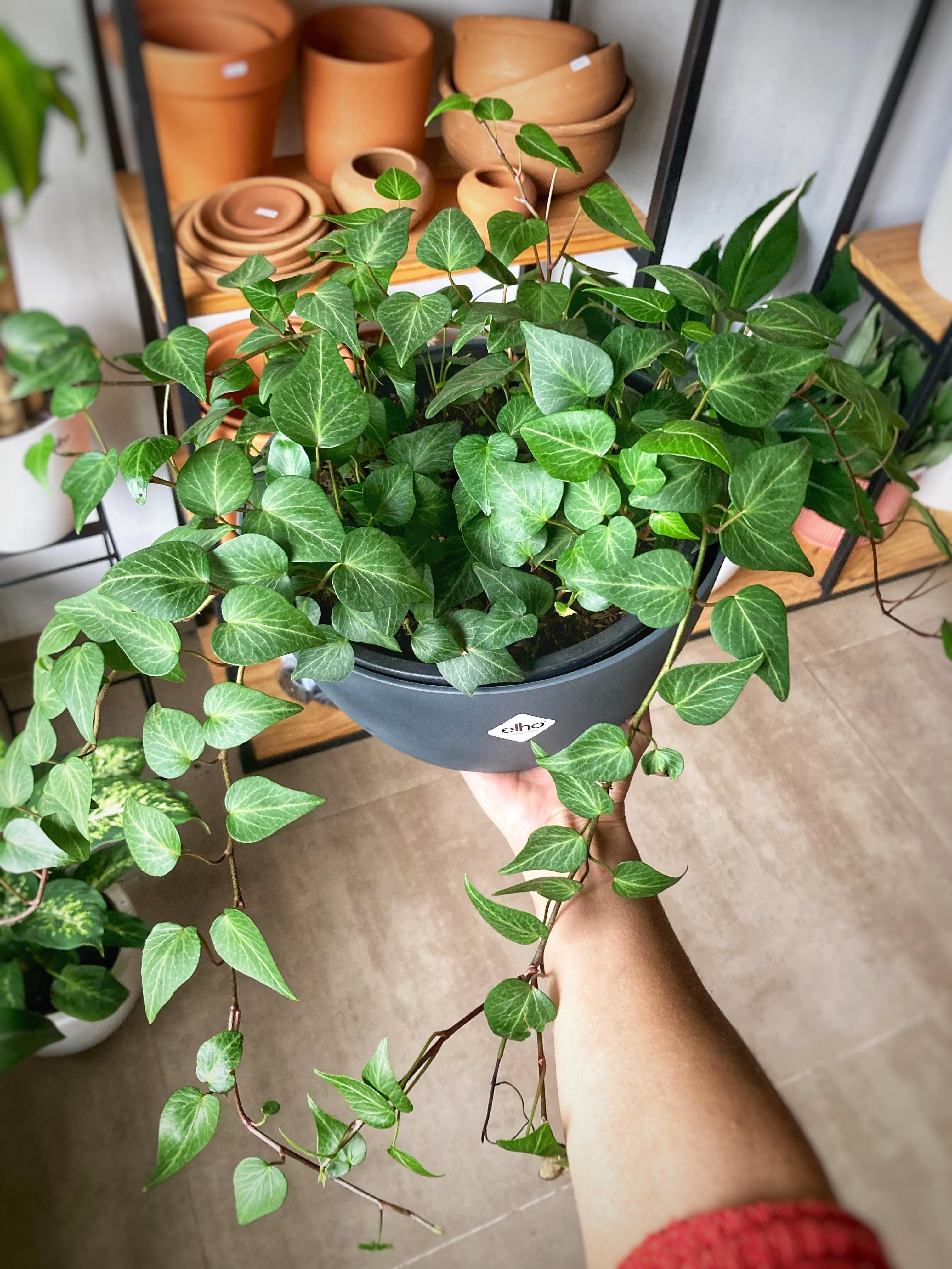 Planta de Hiedra Colgante