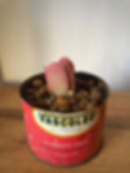 Kalanchoe Luciae en lata vintage