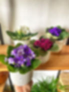 Violetas Africanas