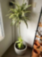 Dracena deremensis grande
