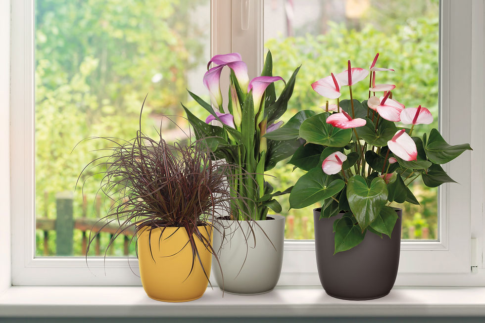 Miniatura: Maceta Flow 16 cm - Florus