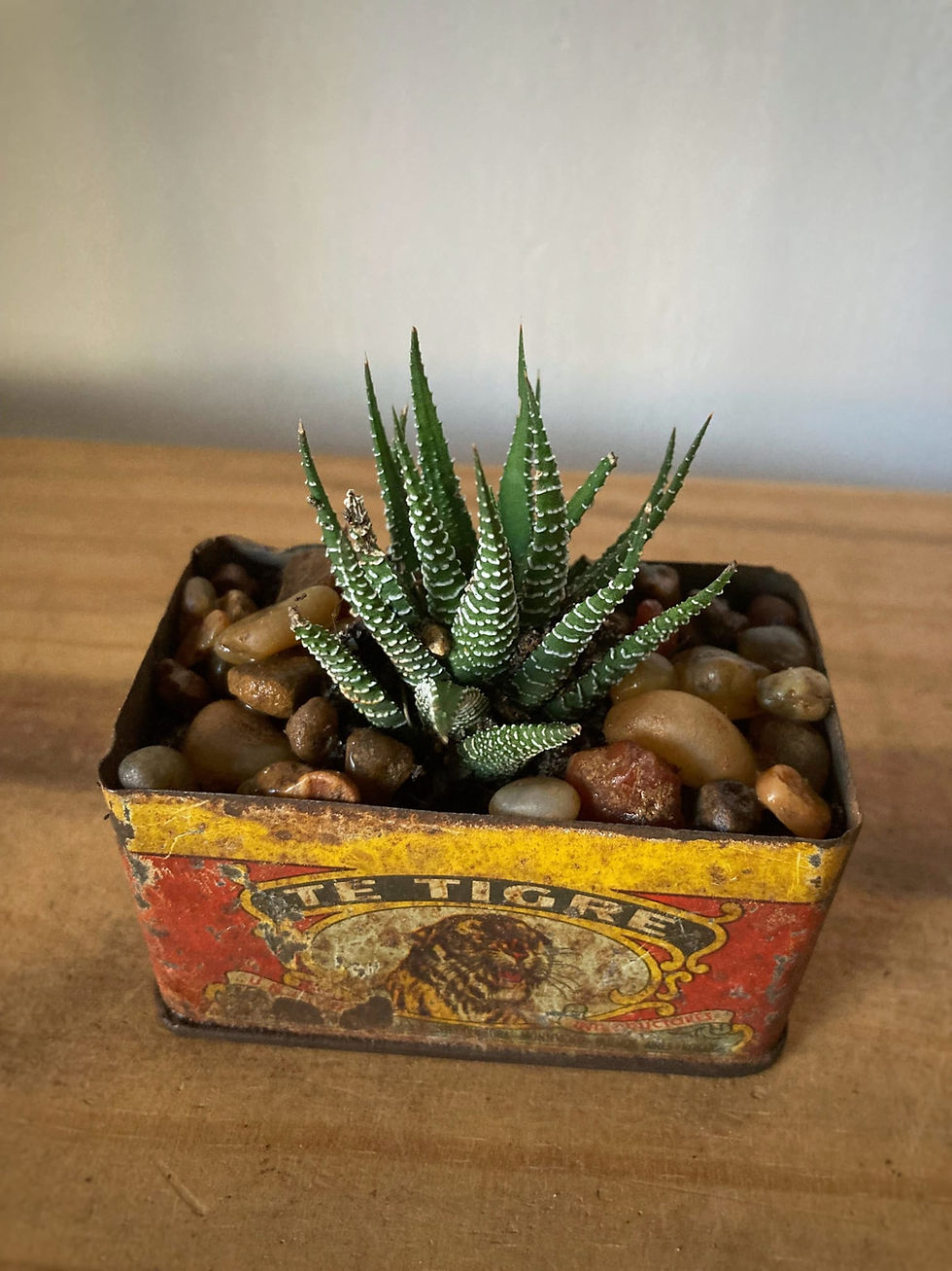 Haworthia en lata vintage