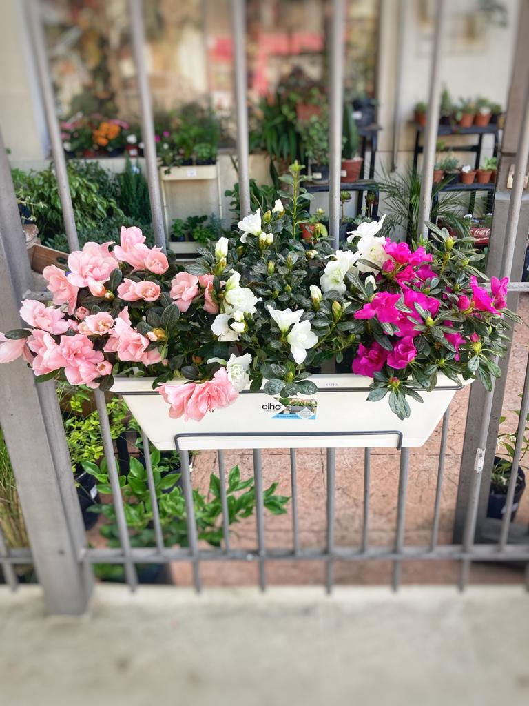 Azalea