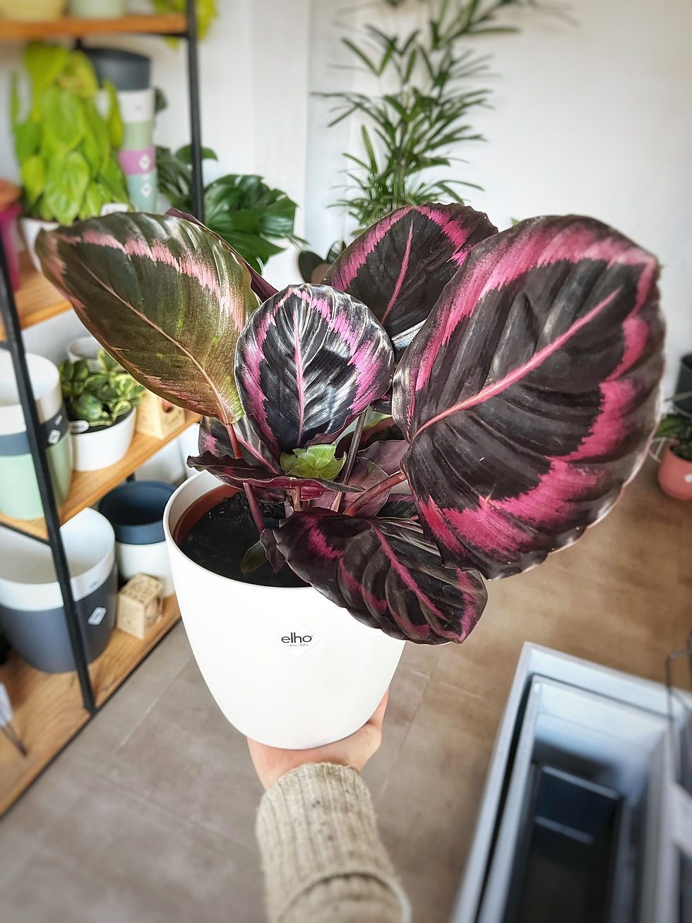 Calathea Surprise Star