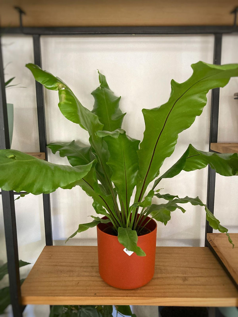 Asplenium Nidus