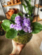 Violeta Africana en bowl de vidrio