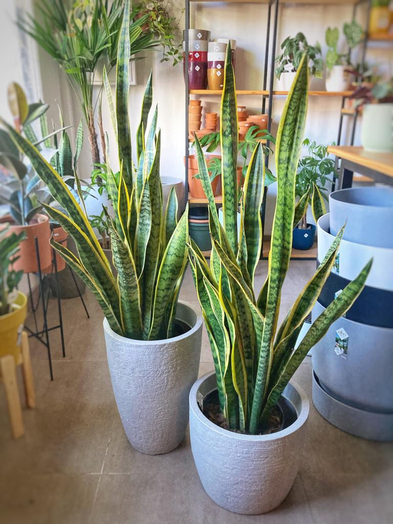 Miniatura: Sansevieria Trifasciata XL