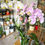 Miniatura: Orquideas cascadad