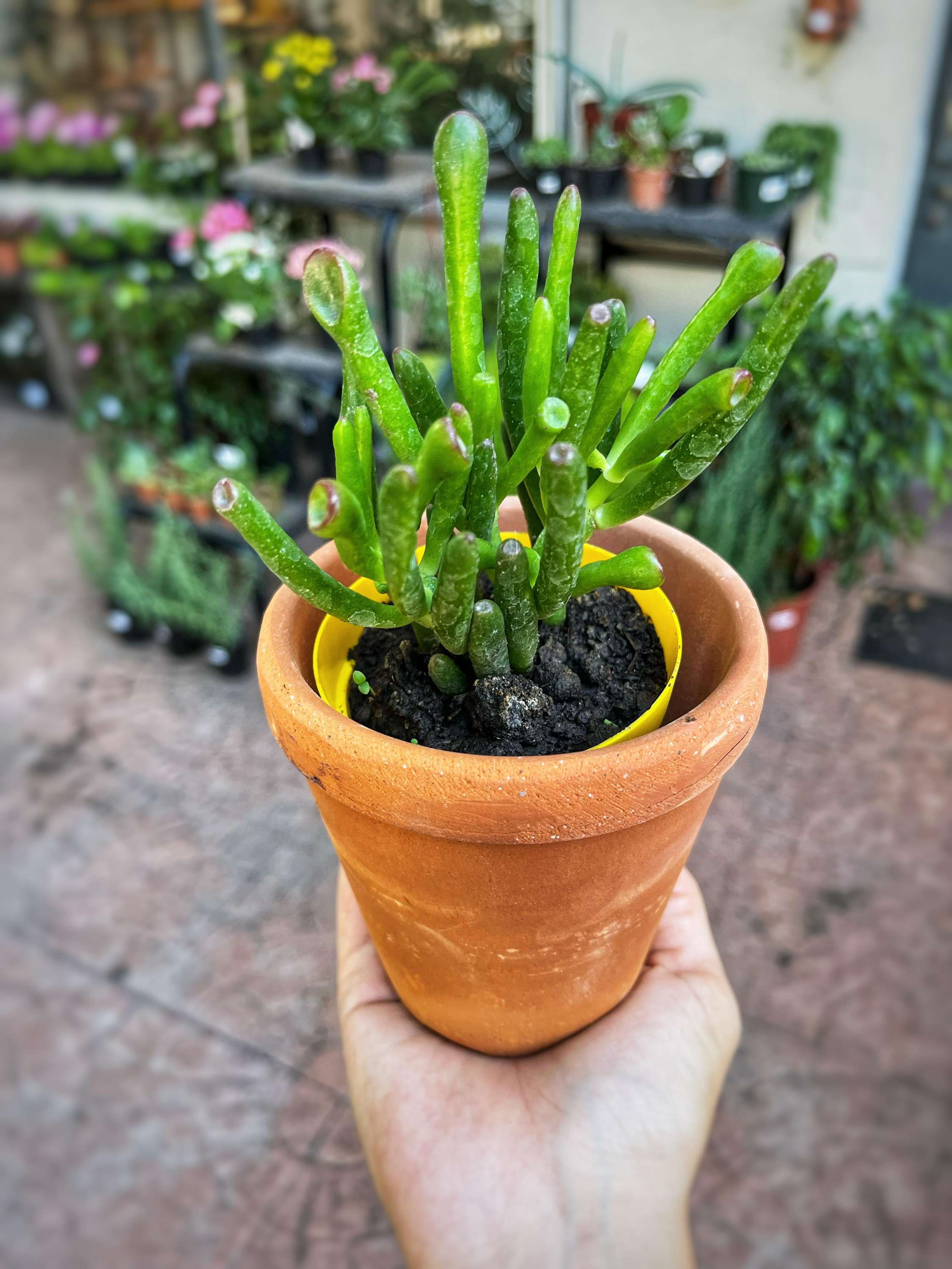 Crassula Ovata "Gollum" pequeña