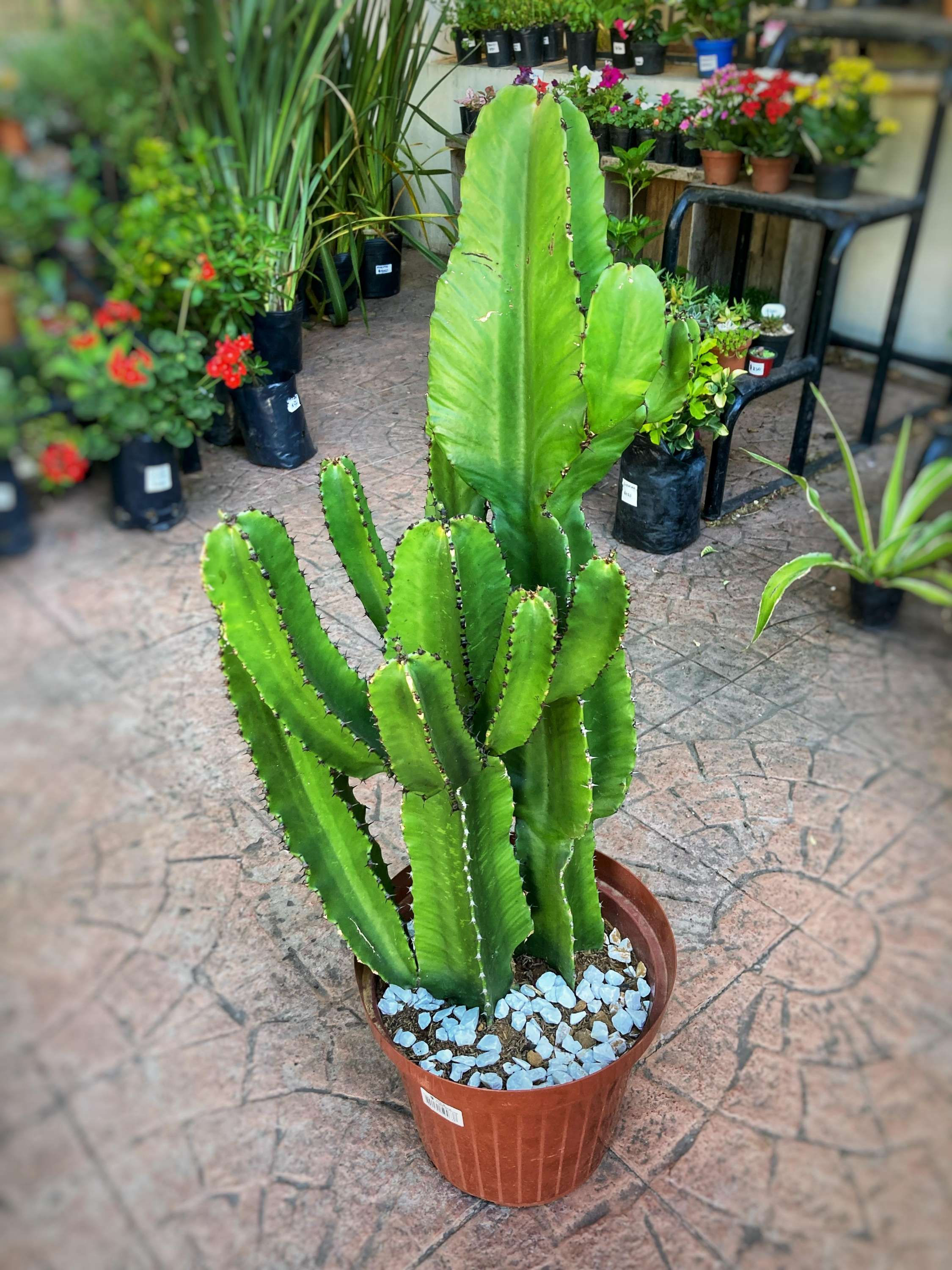 Cactus Euphorbia Grande