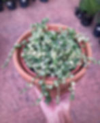 Senecio Rowleyanus